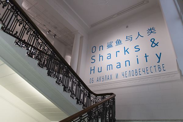 Об акулах и человечестве